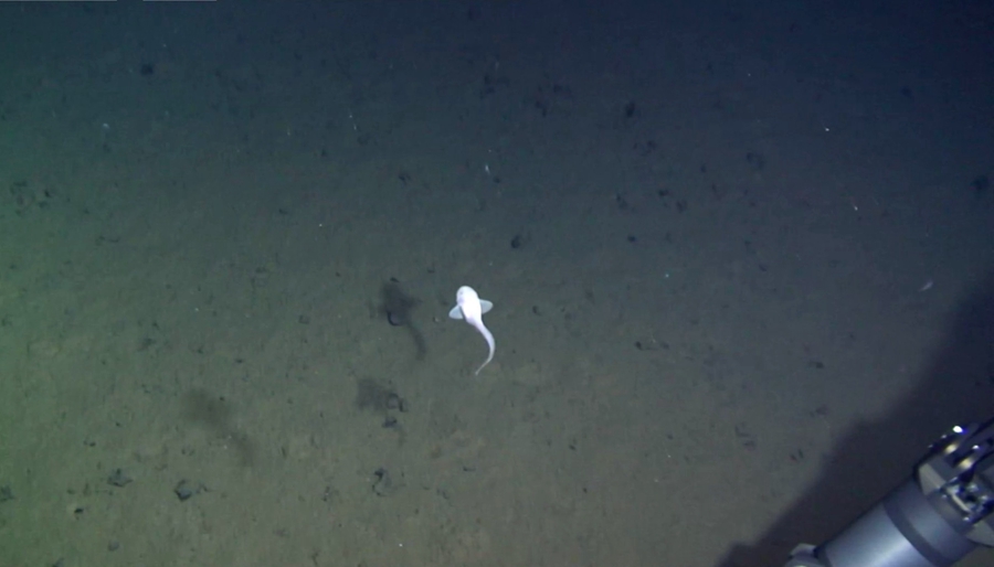 In the deep ocean, China stands out