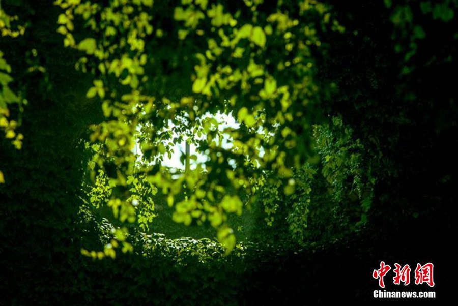 Green bridge a soothing sight in Chengdu