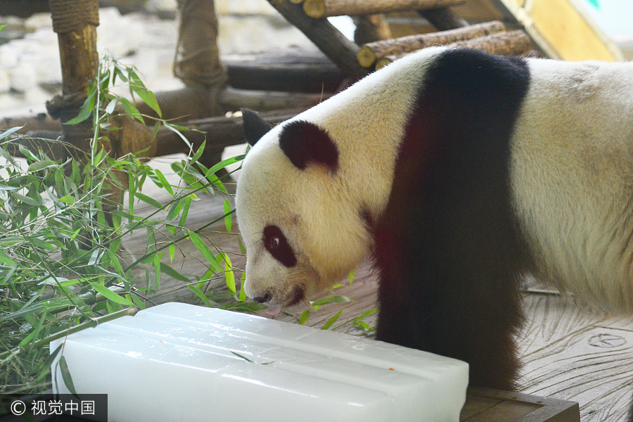 Zoo animals cool off in hot summer