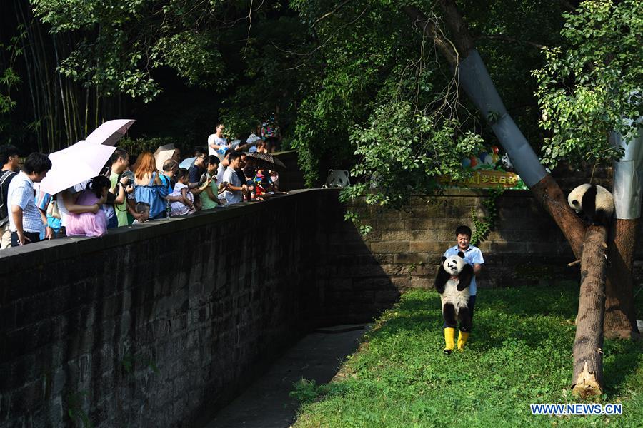 Meet a 'dad of pandas' in Chongqing