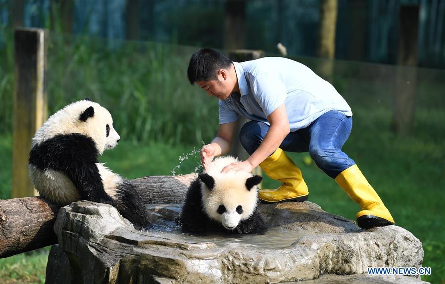 Meet a 'dad of pandas' in Chongqing