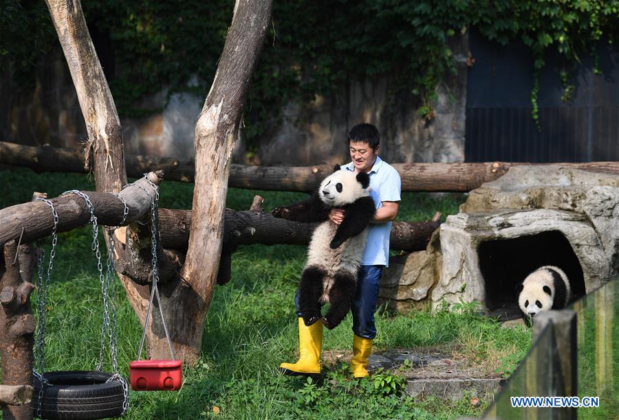 Meet a 'dad of pandas' in Chongqing