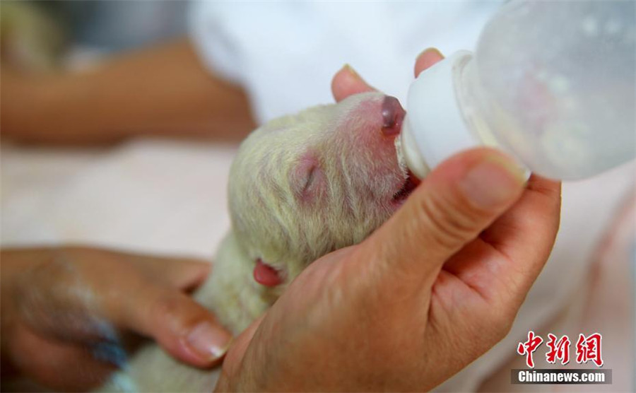 Pigeon pair polar bear born in E China