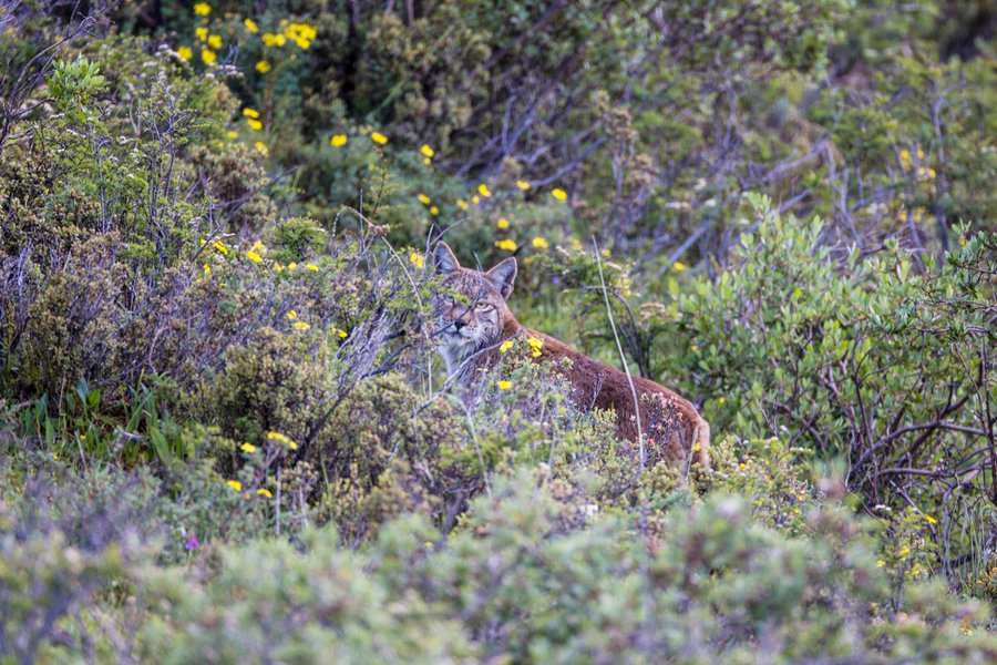 A wildlife watcher's wonderland