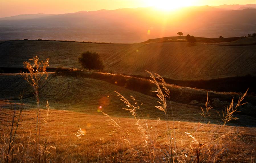 Harvest scenery of wheat fields in China's Xinjiang