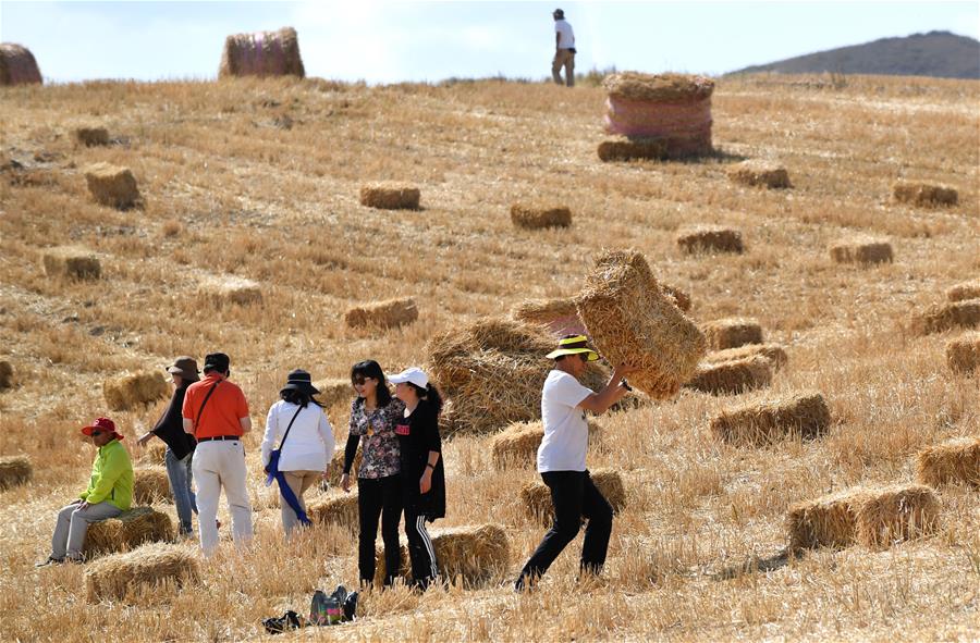 Harvest scenery of wheat fields in China's Xinjiang