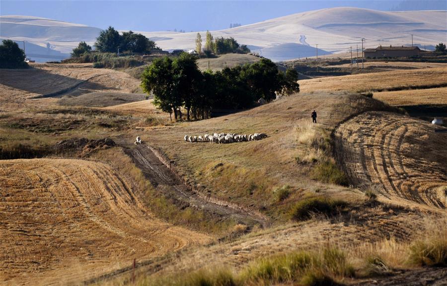 Harvest scenery of wheat fields in China's Xinjiang