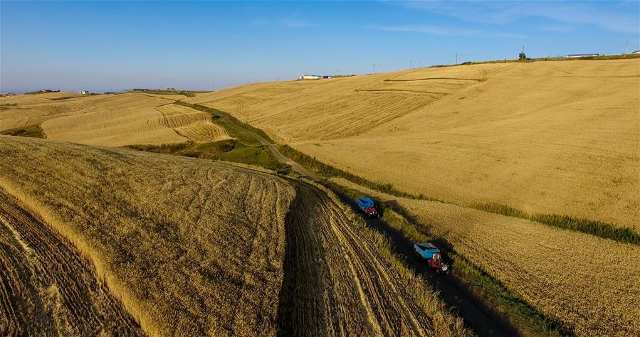 Harvest scenery of wheat fields in China's Xinjiang