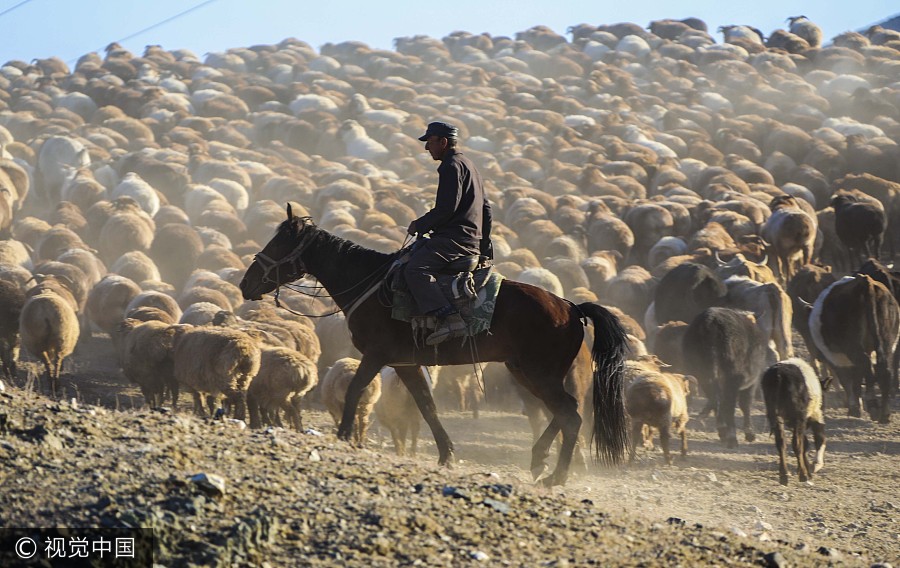 On the move: Kazak herdsmen head to winter pastures