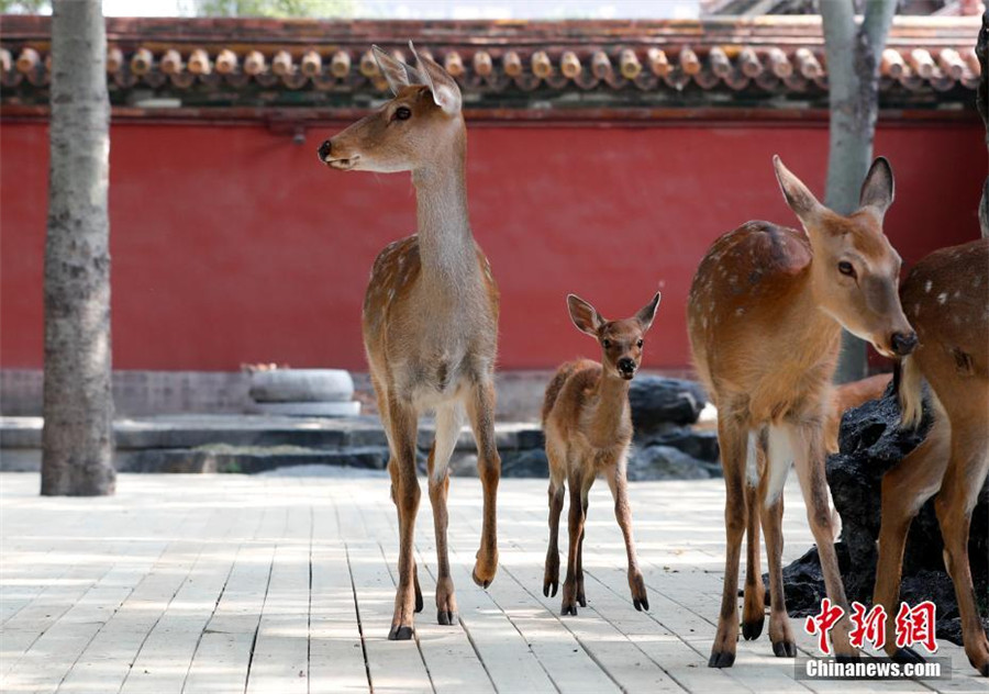 Sika deer to go on public display in Beijing's Palace Museum