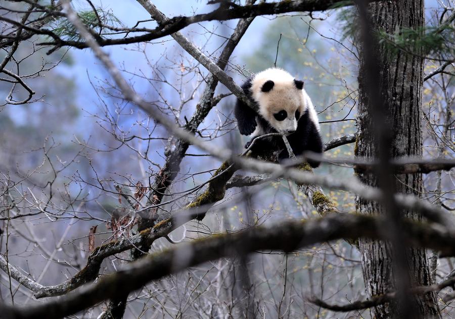 China's national parks: Natural, scenic and wild