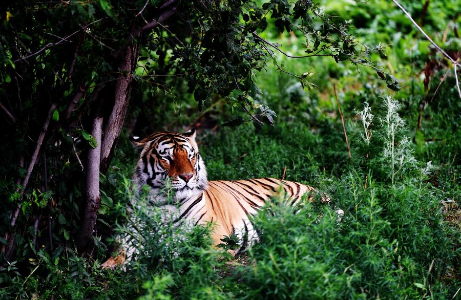 China's national parks: Natural, scenic and wild