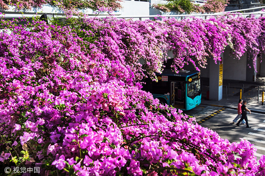 Azalea turns parking building into fairy world