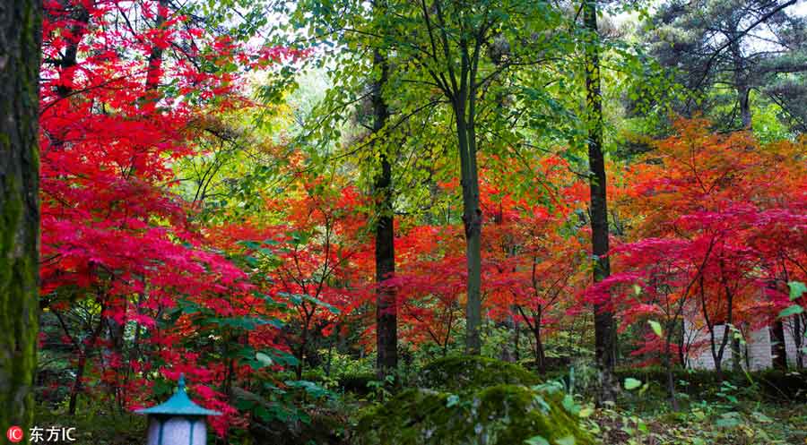 Gorgeous autumn scenery across China