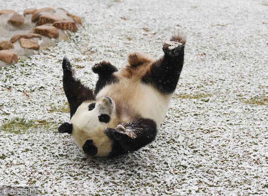 Giant panda enjoys first snowfall in Northeast China