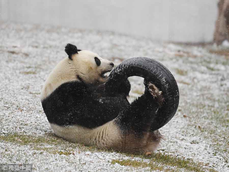 Giant panda enjoys first snowfall in Northeast China