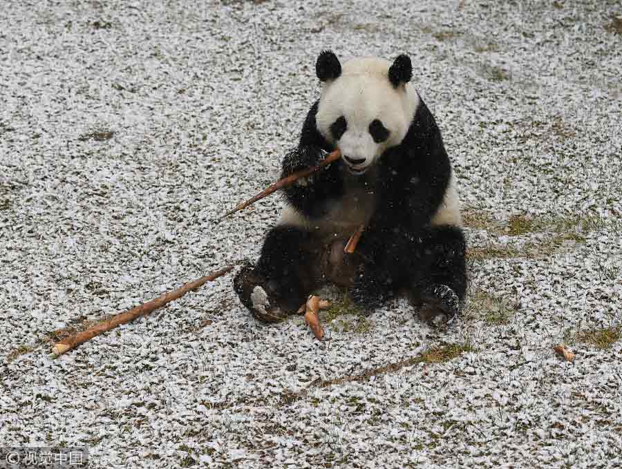 Giant panda enjoys first snowfall in Northeast China