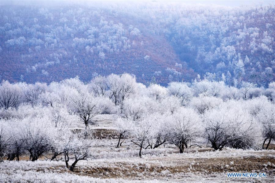 Rime scenery in Northeast China's Heilongjiang