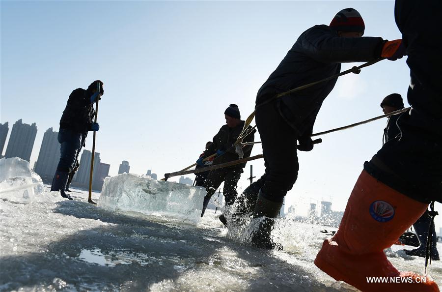 Ice collecting season begins in Harbin