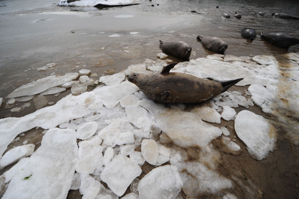 Arctic on China's shore