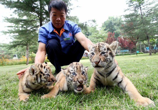 Nations unite to help tigers