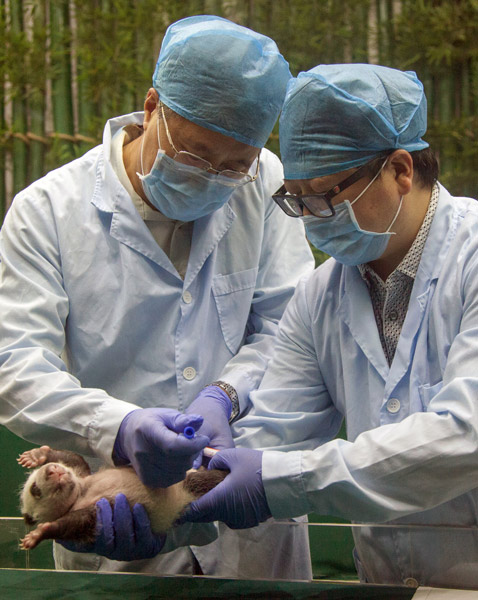 Month-old miracle panda triplets said to be thriving