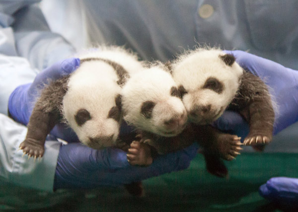 Month-old miracle panda triplets said to be thriving