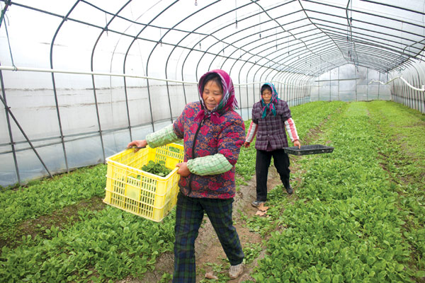 Heiress harmonizes hot pot with organic farming