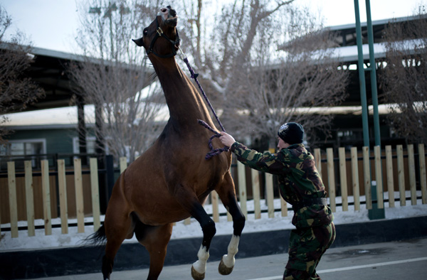 All the king's horses