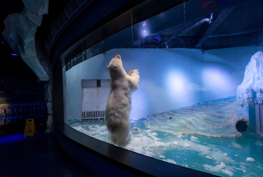 'World's saddest polar bear' exhibited in Chinese shopping mall