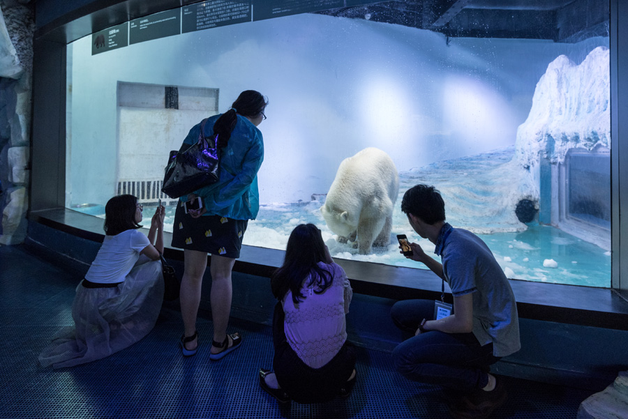 'World's saddest polar bear' exhibited in Chinese shopping mall