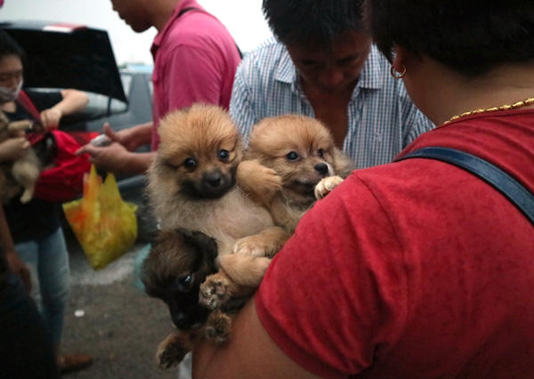 No place for dogs in new look Tongzhou