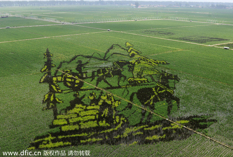 3D rice field paintings in Shenyang