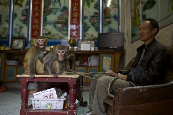 Joy and sorrow of monkey trainers