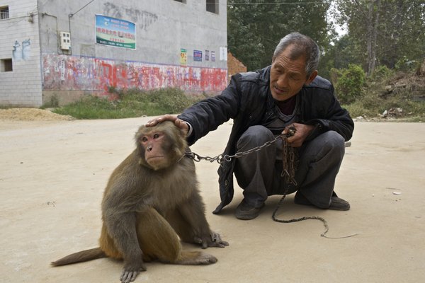 Joy and sorrow of monkey trainers