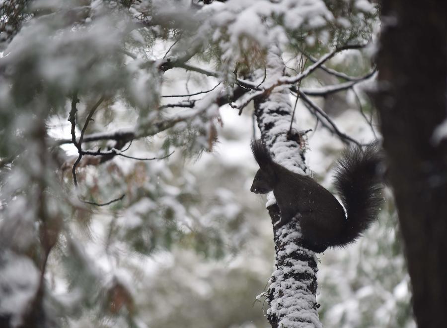 Snowfall brings beauty in Beijing winter