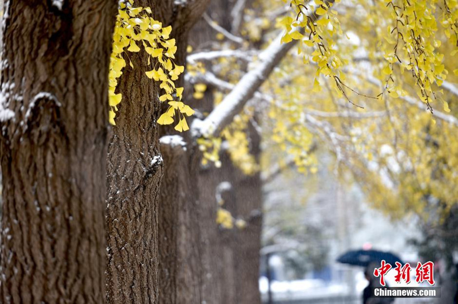 Snowfall brings beauty in Beijing winter