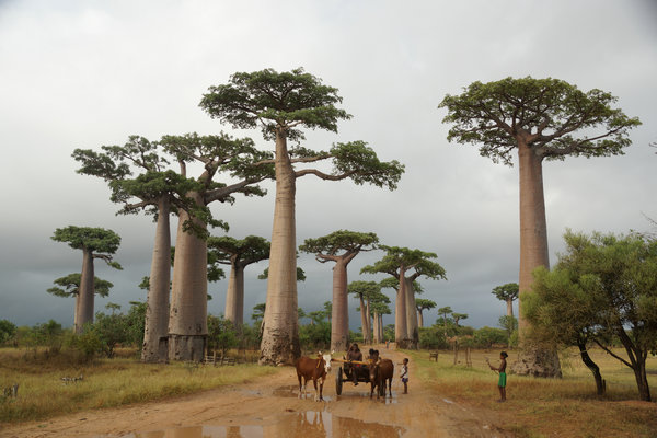 A new Chinese release about Madagascar is more than a travel guide