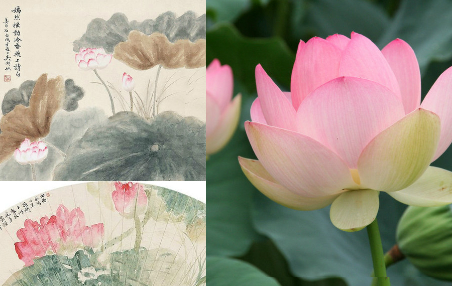 Poetic beauty: 10 most significant flowers in China