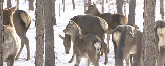 Ewenki: The last reindeer-raising ethnic minority group in China