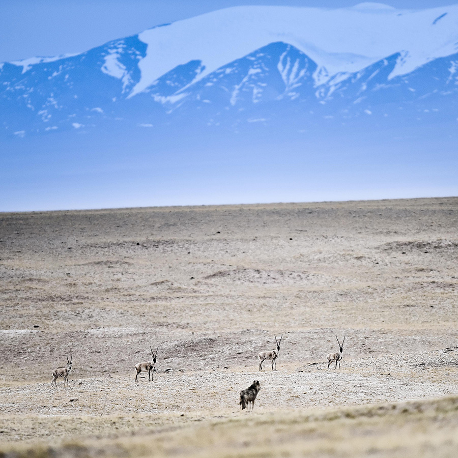 Wanderings in the wild, wild west