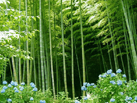 Chinese bamboo culture