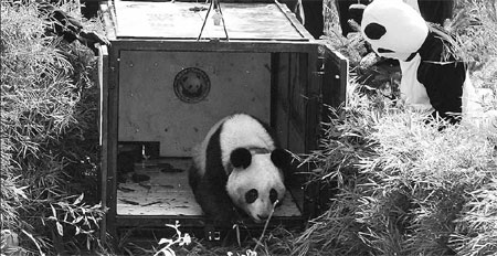 Female panda released into the wild