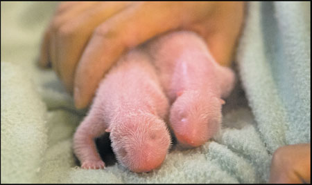 Atlanta zoo's panda twins doing well