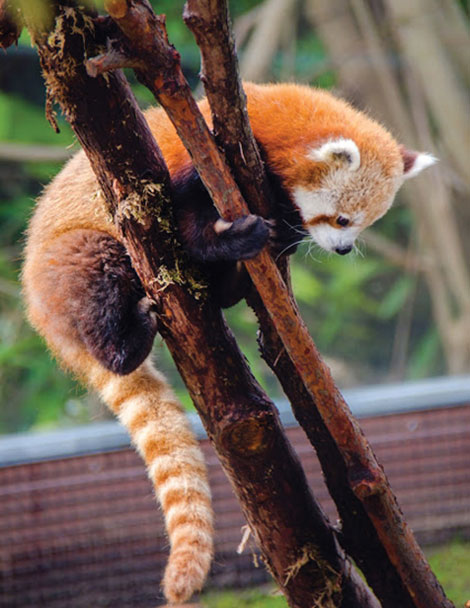 Red panda gets a name, at last