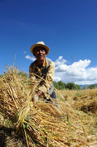 Time to harvest in Tibet