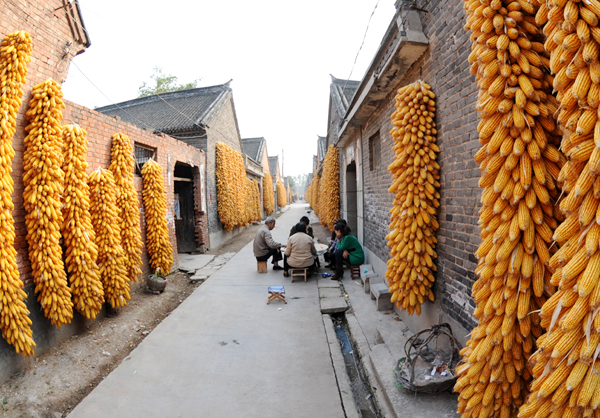 Grain output to exceed 12 bln kg in Shanxi