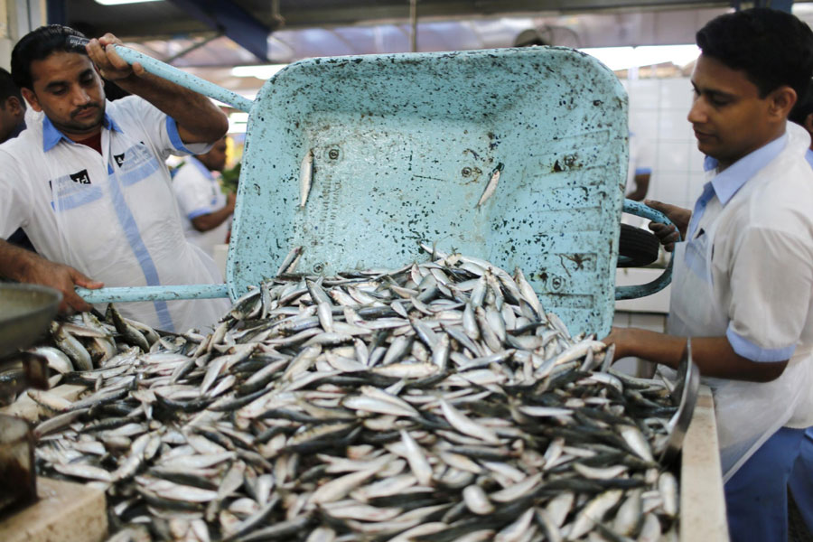 Fish market in Dubai