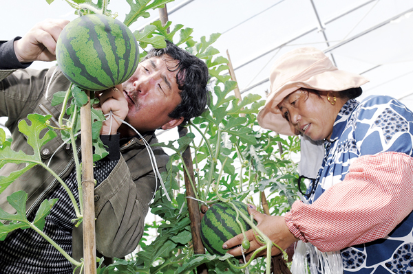 Green houses bring wealth to Tibetan farmers