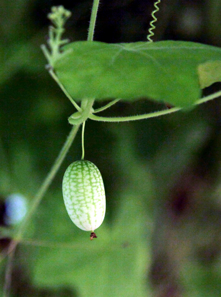 Thumb-sized watermelons sold in Shanghai